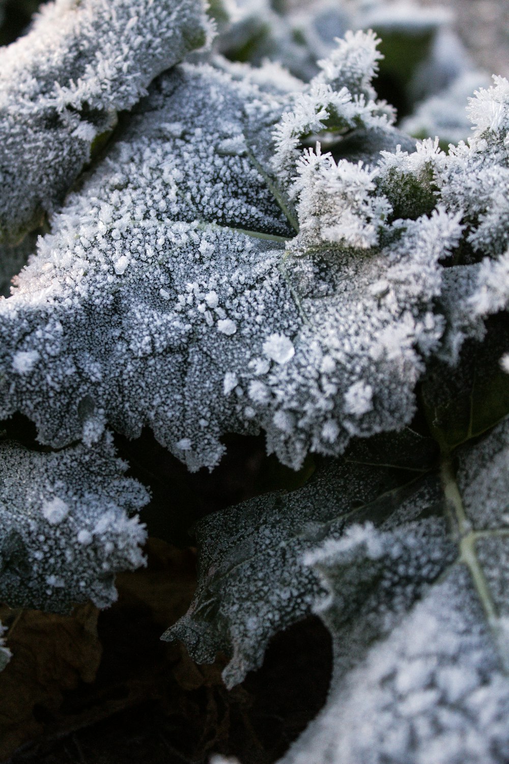 a close up of a plant with frost on it