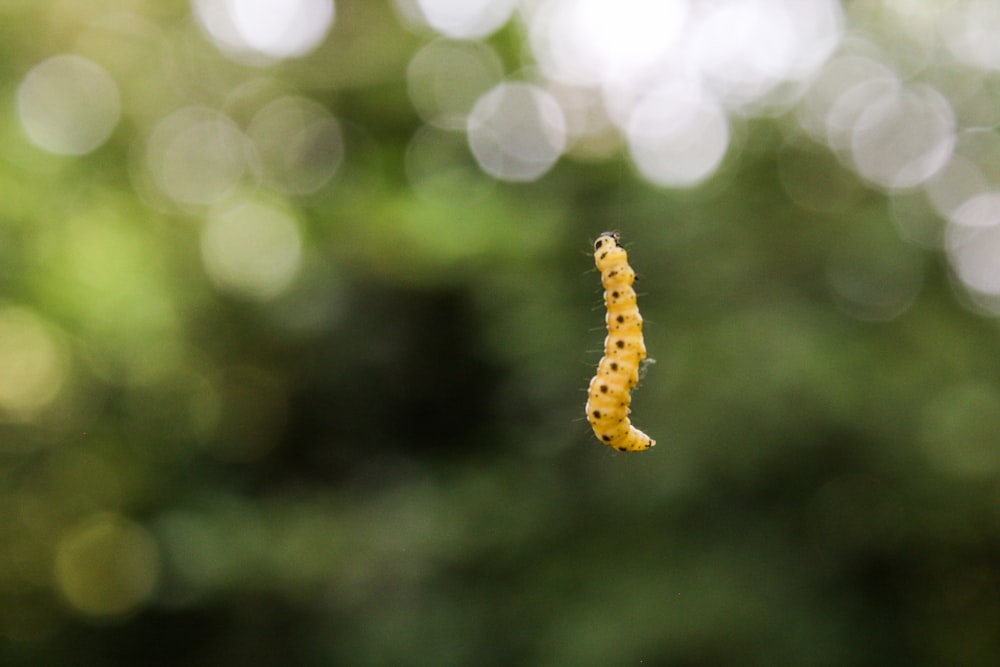 une chenille jaune suspendue à une branche d’arbre