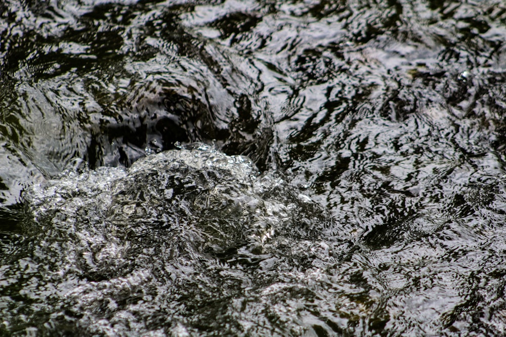 a close up of a bird in the water