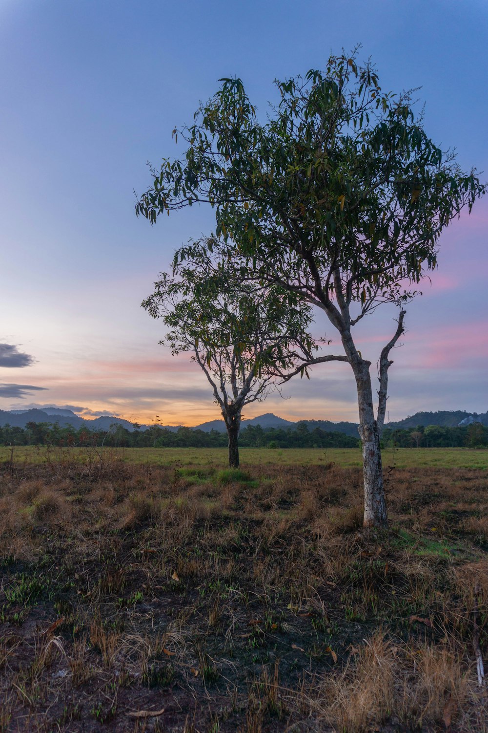 a couple of trees that are in the grass