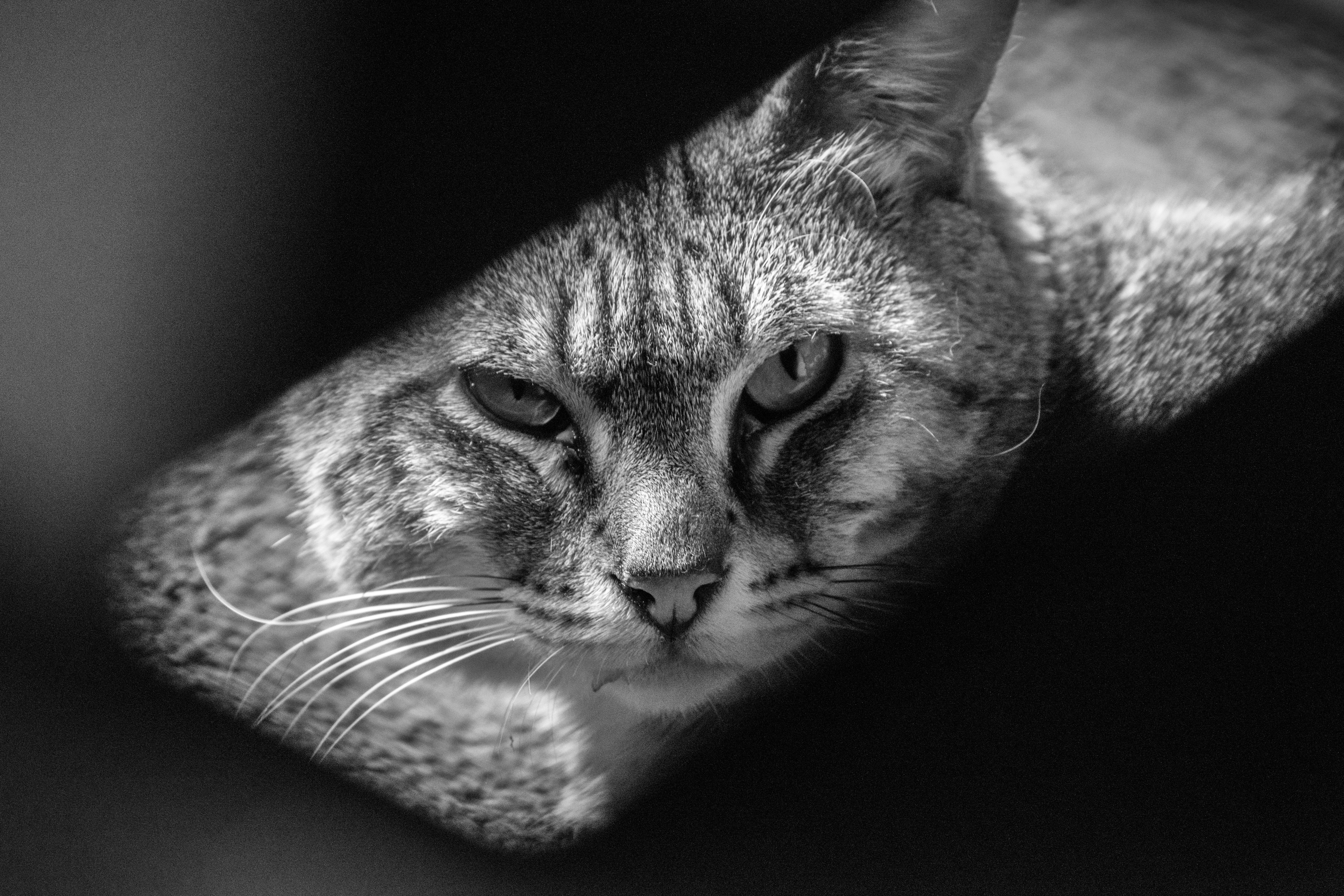 500+ Black Color Pictures | Download Free Images on Unsplash