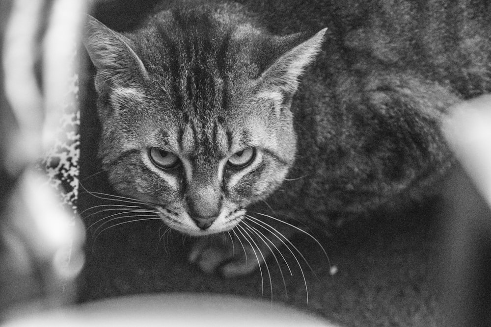 a black and white photo of a cat