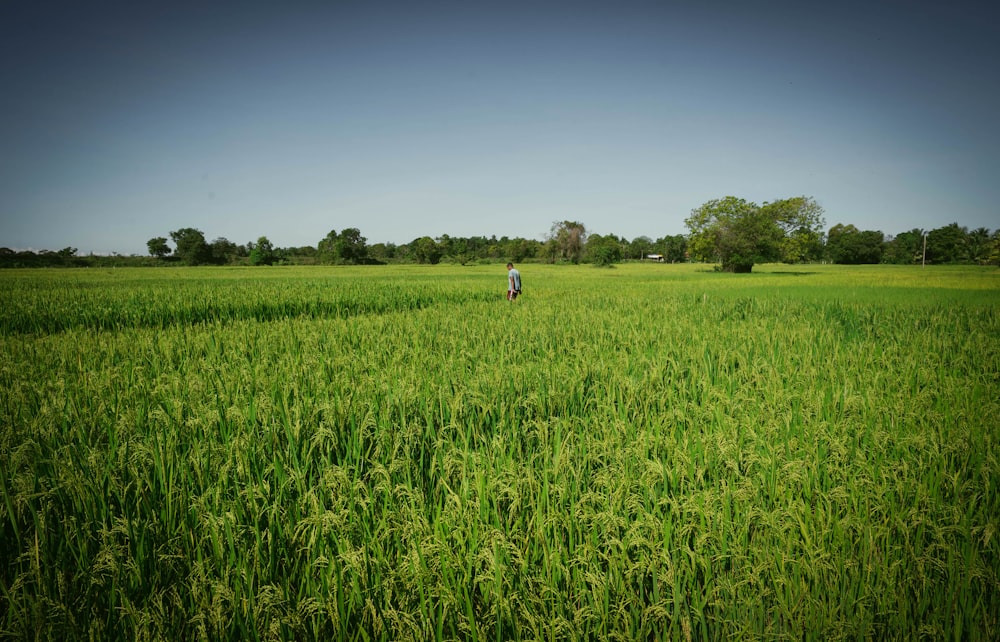 una persona in piedi in un campo di erba alta