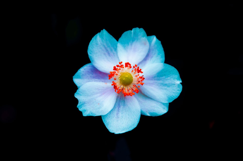 a blue flower with a yellow center on a black background