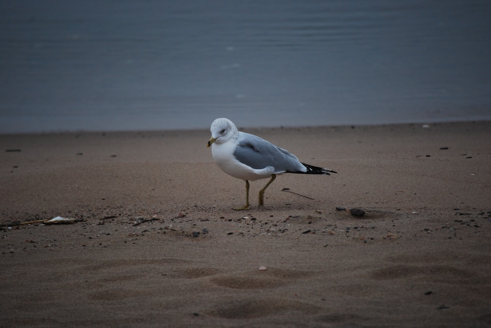 a seagull is standing on the sand near the water