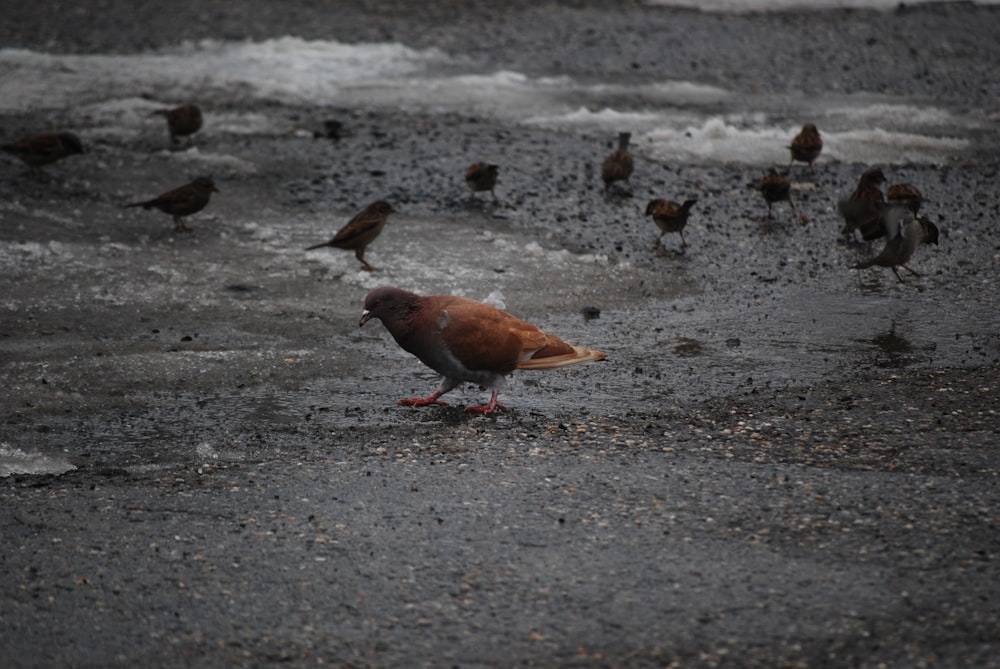 a group of birds standing on top of a beach