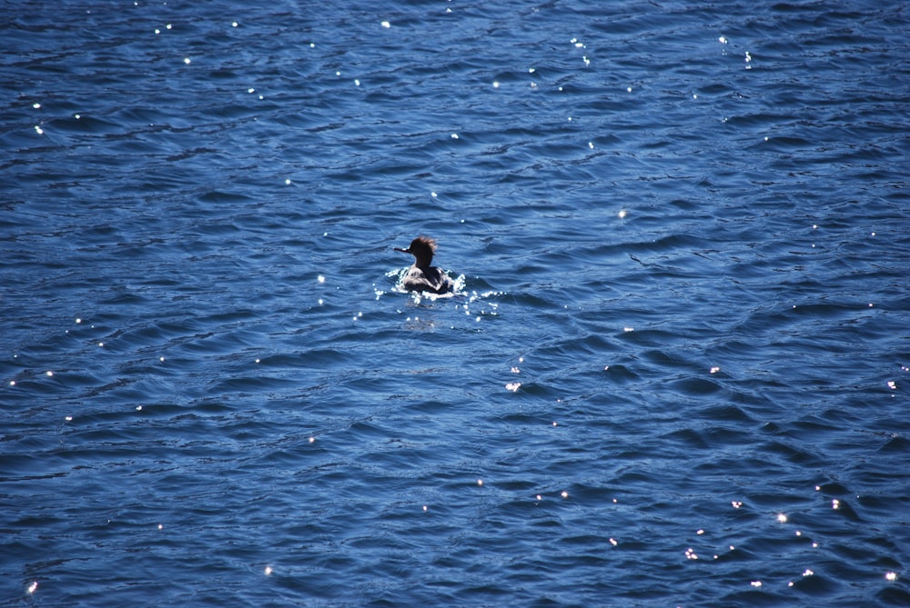 a person swimming in a body of water