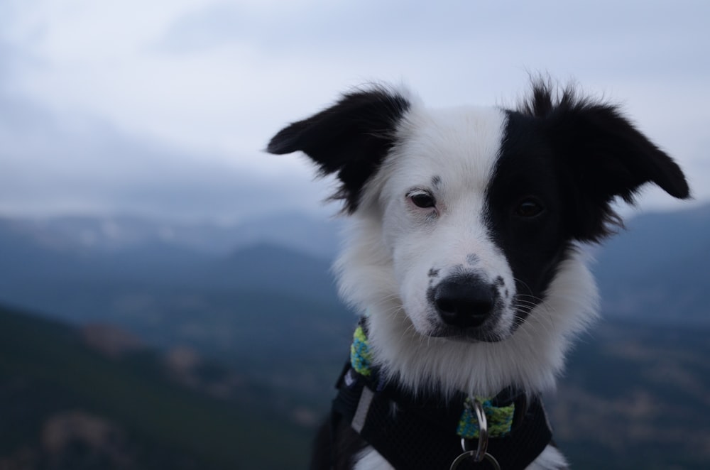 a close up of a dog wearing a harness