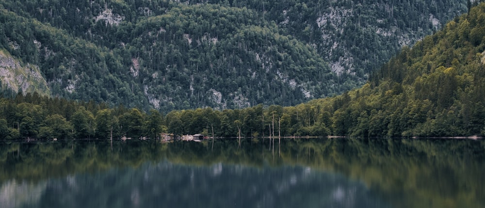 un grand plan d’eau entouré d’une forêt