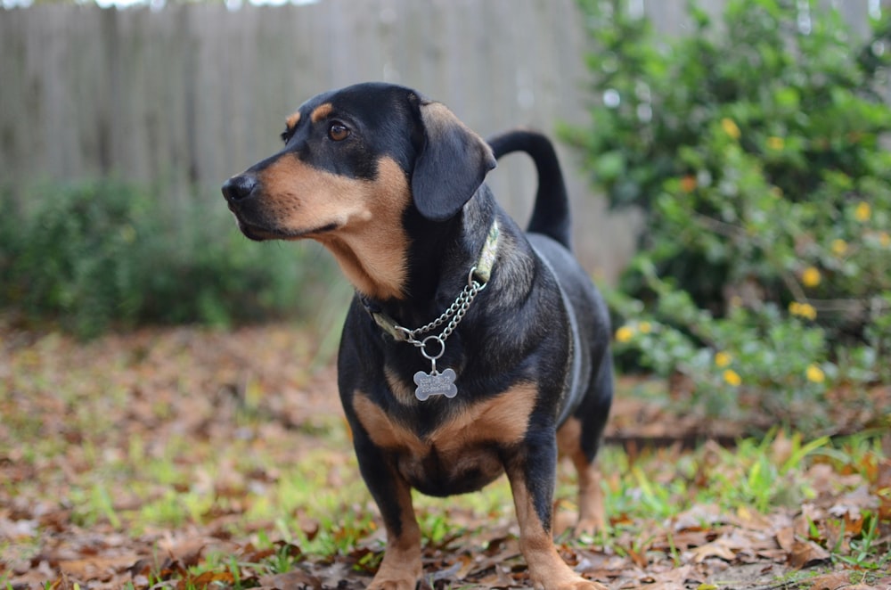 a black and brown dog standing on top of leaves