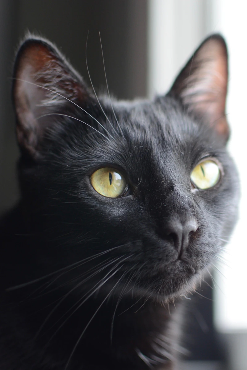 Close portrait of a black cat