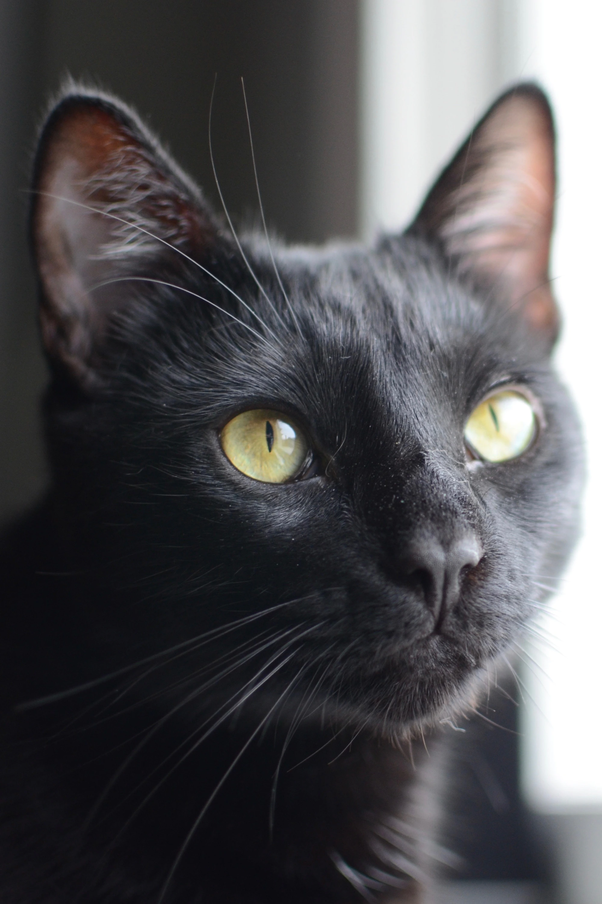 A curious black cat