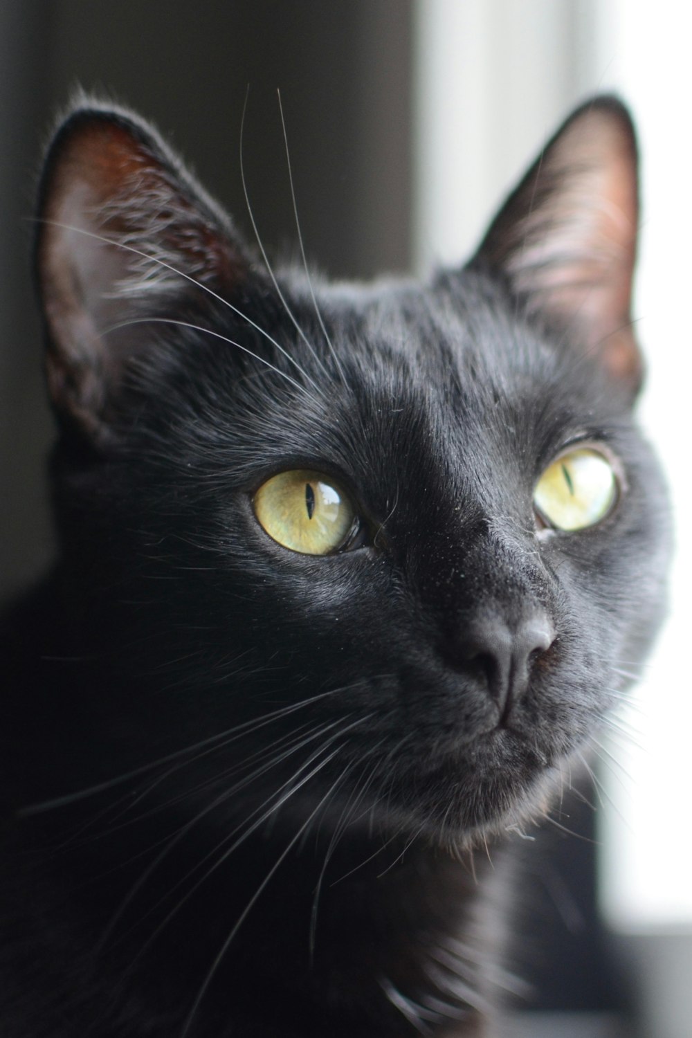 a close up of a black cat with yellow eyes