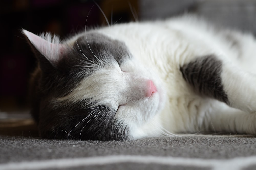 Eine schwarz-weiße Katze schläft auf dem Boden