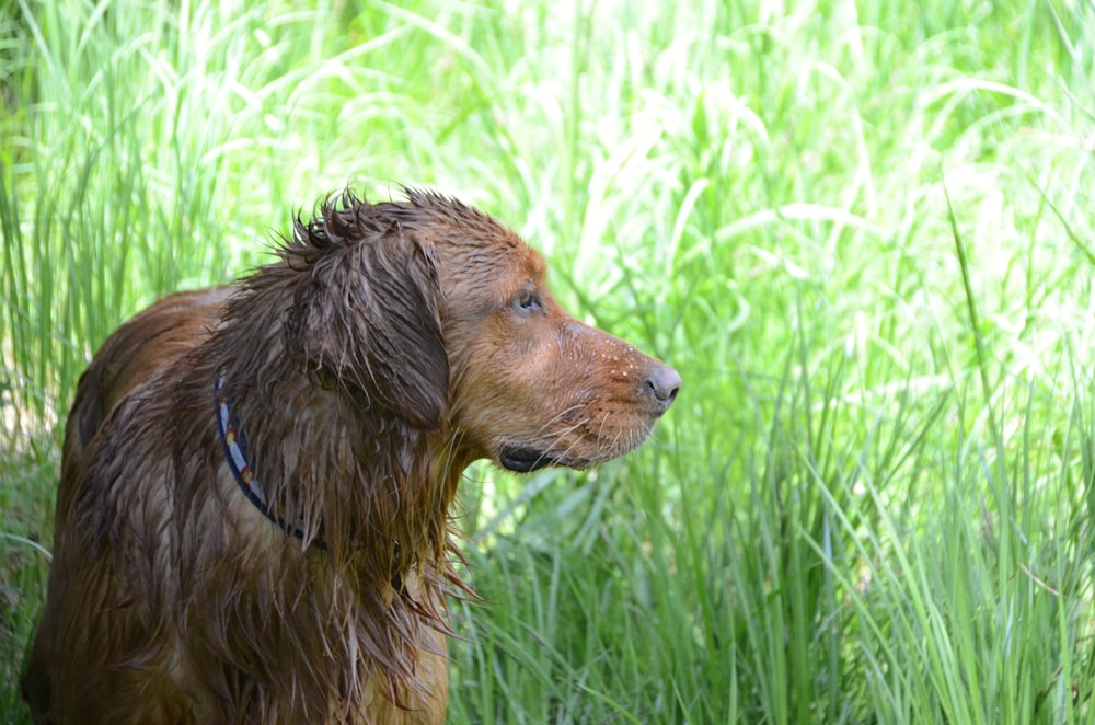 a wet brown dog standing in tall grass