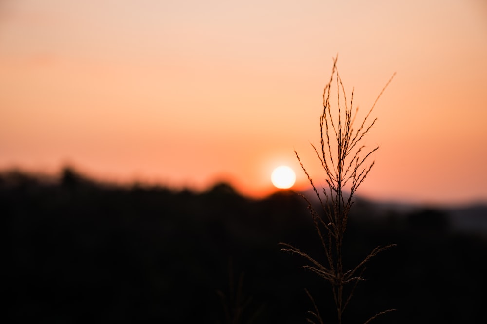 the sun is setting over a field of grass