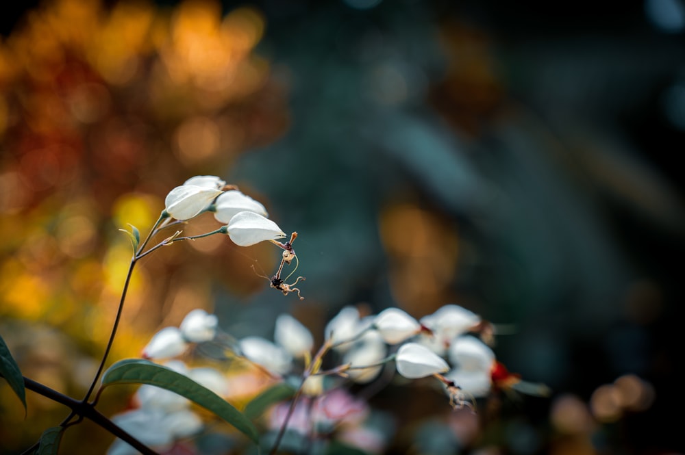 a close up of a plant with white flowers