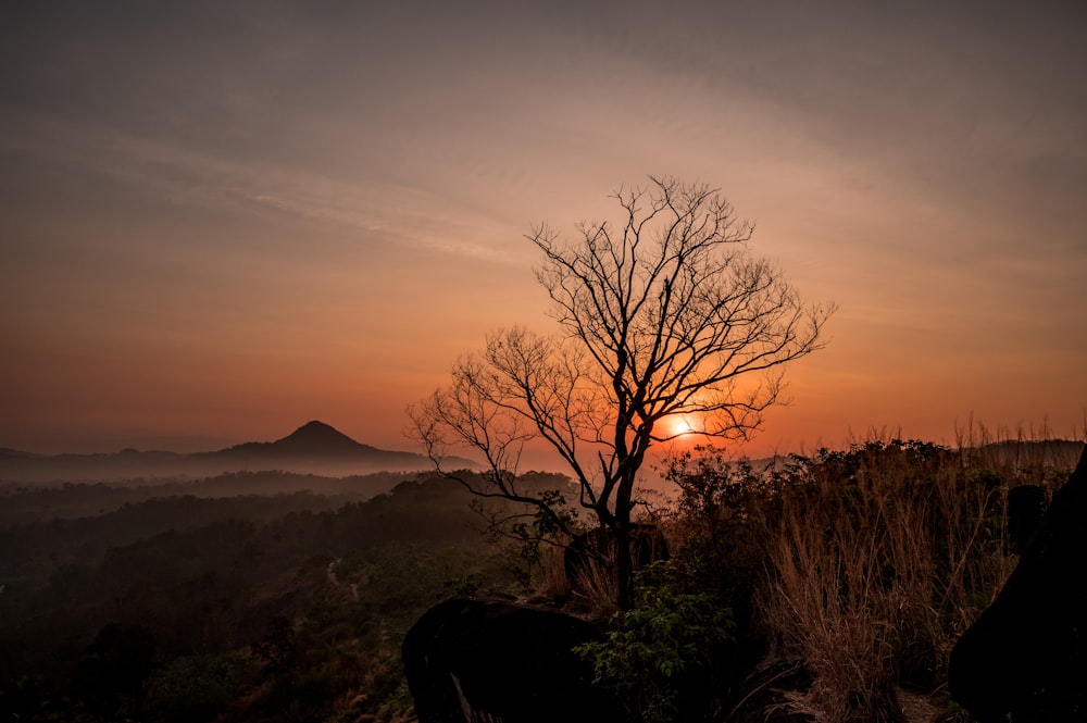the sun is setting over a mountain with a tree in the foreground