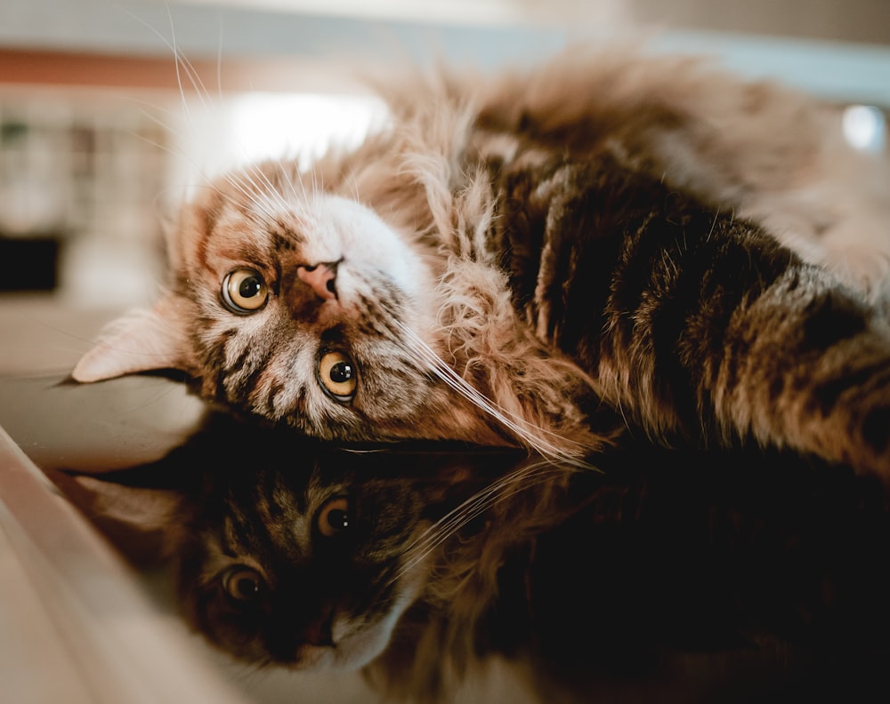 a cat laying on top of a table next to a mirror