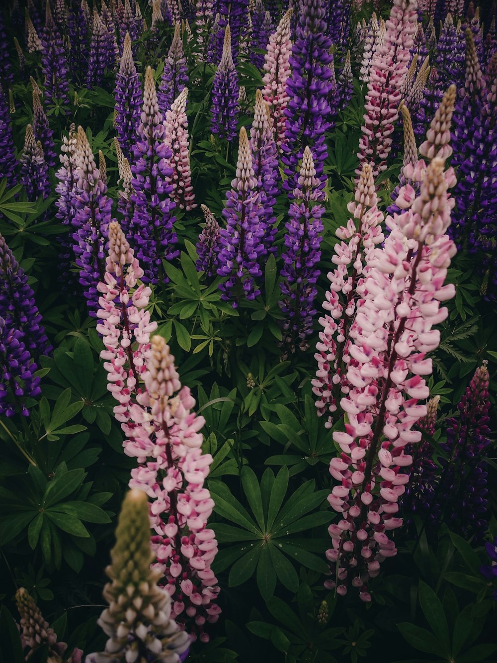 a bunch of purple and pink flowers in a field