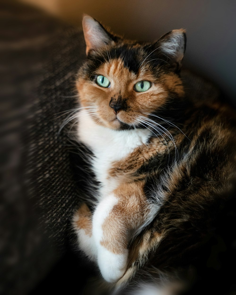 a cat sitting on a couch looking at the camera