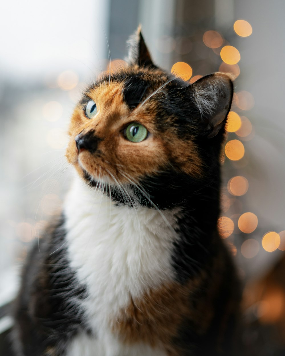 a close up of a cat with a blurry background