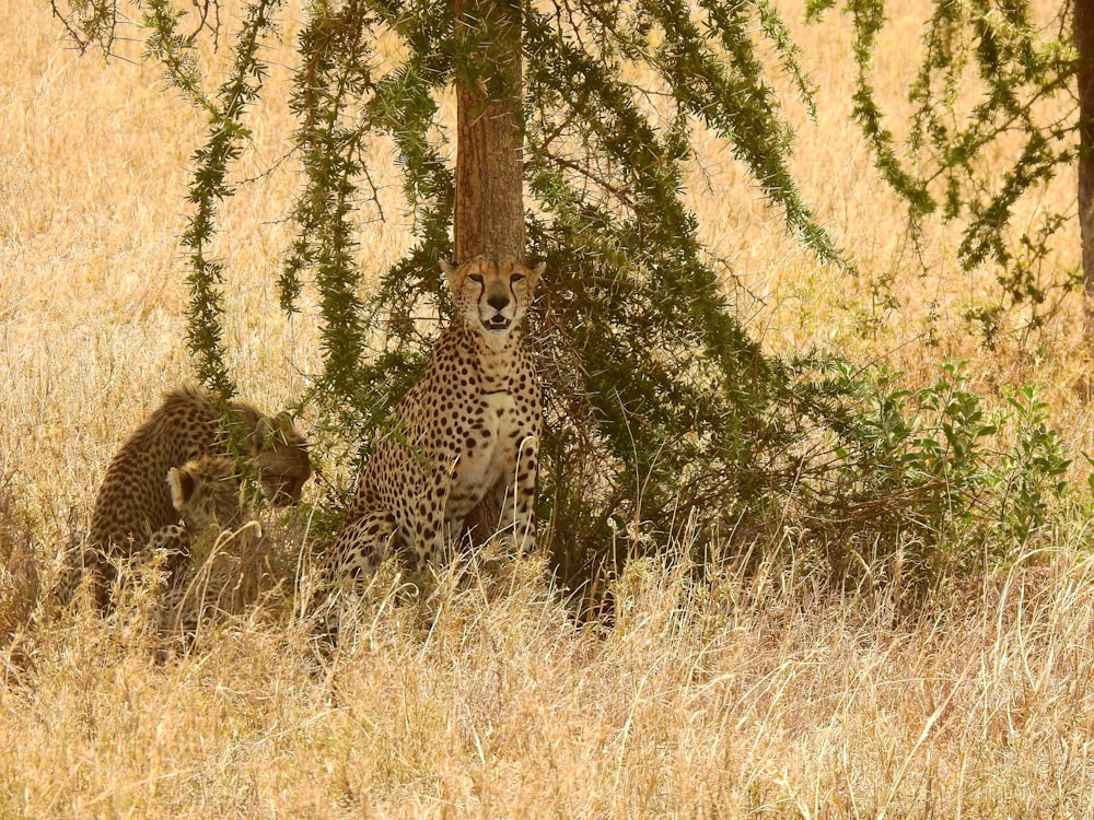 a couple of cheetah sitting under a tree
