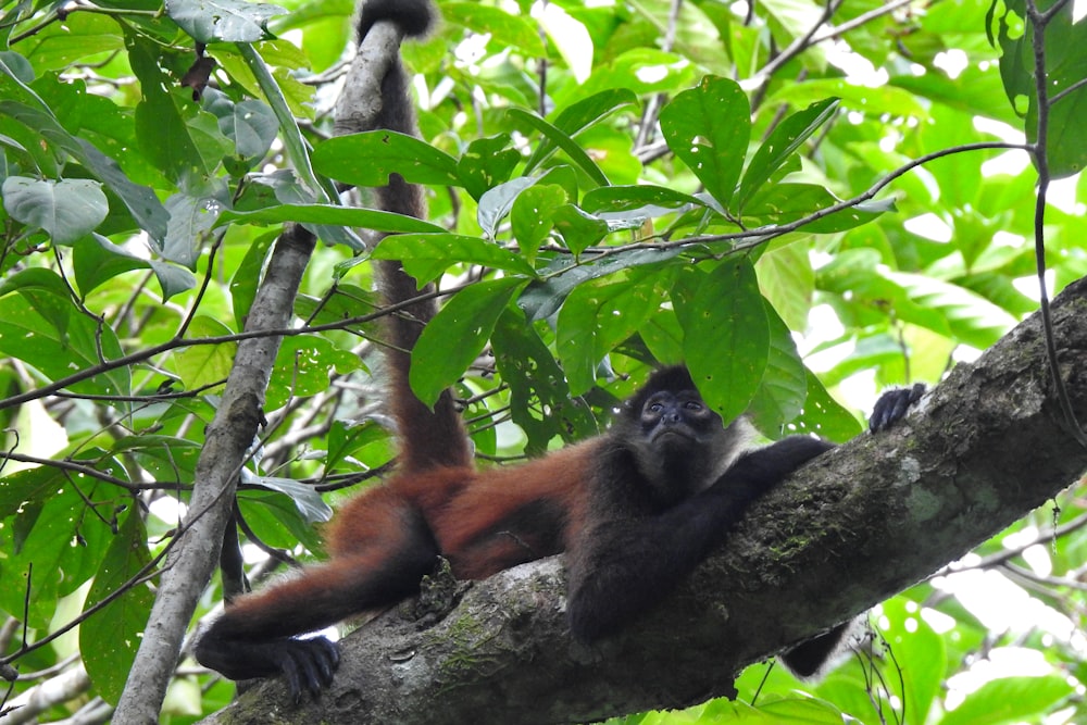 a monkey sitting on a tree branch in a forest