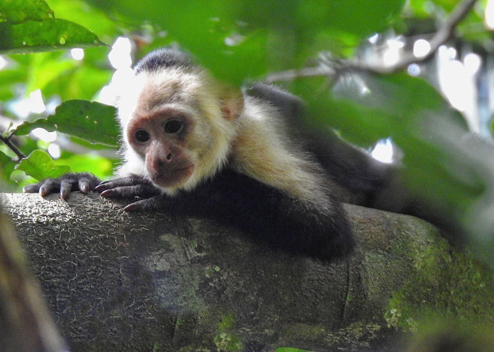 a white and black monkey sitting on a tree branch