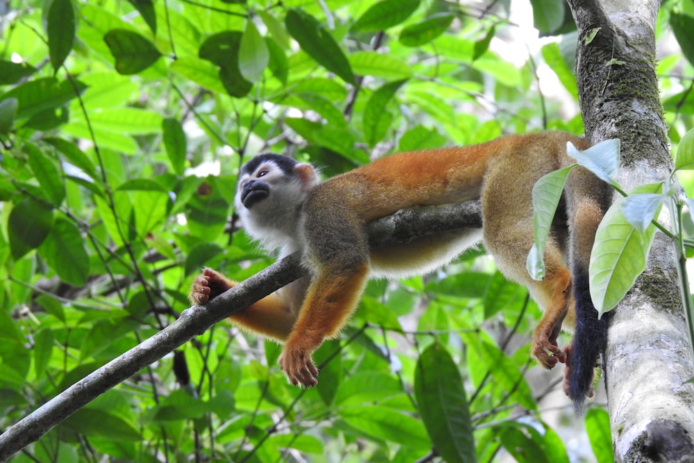 a squirrel hanging from a tree branch in a forest