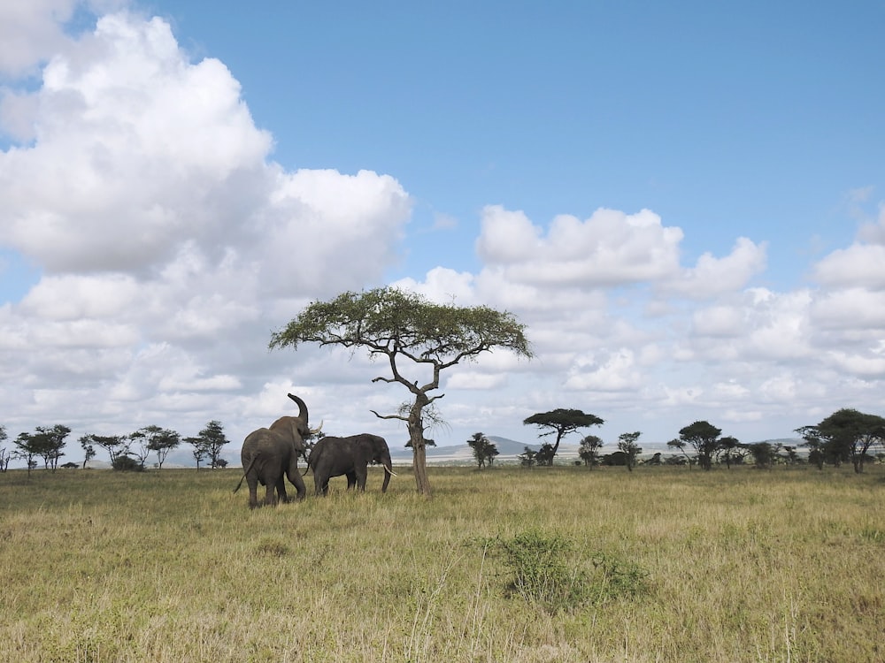 a couple of elephants that are standing in the grass