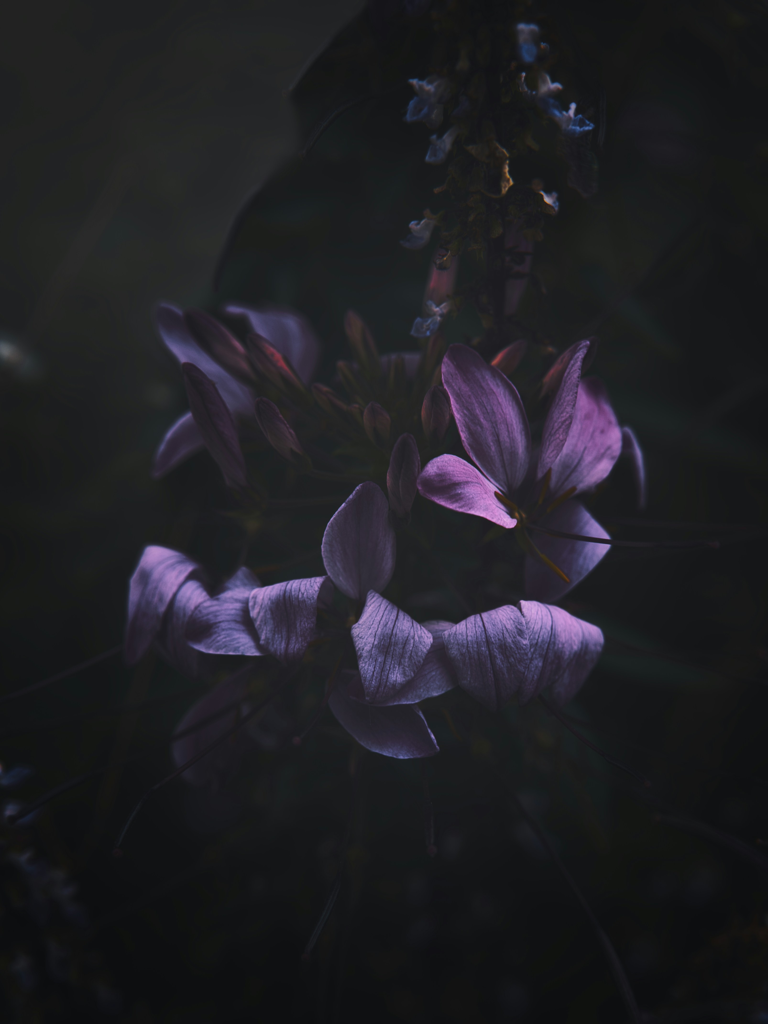 A bunch of purple flowers on a black background photo – Free Plant Image on  Unsplash, image size:3000x3999