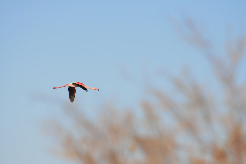 a large bird flying through a blue sky