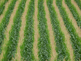a large field of green and yellow grass