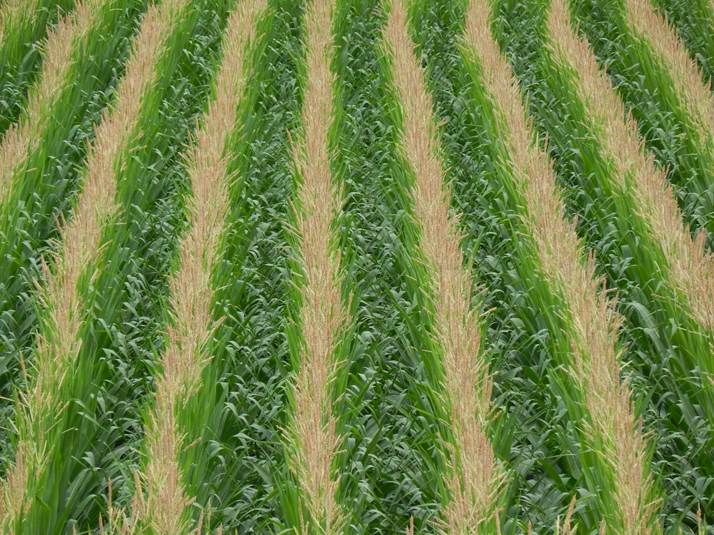 a large field of green and yellow grass