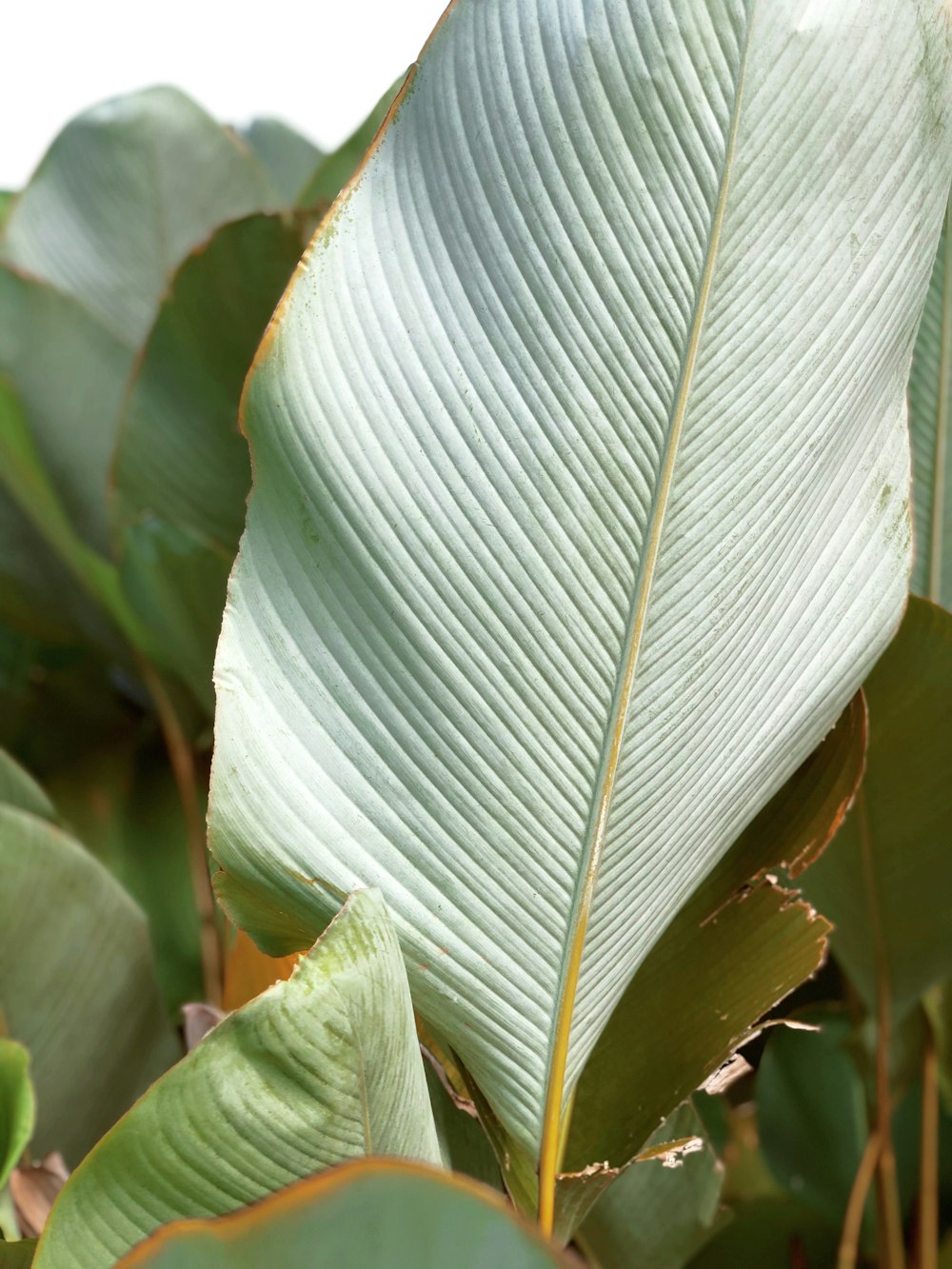 a close up of a large green leaf