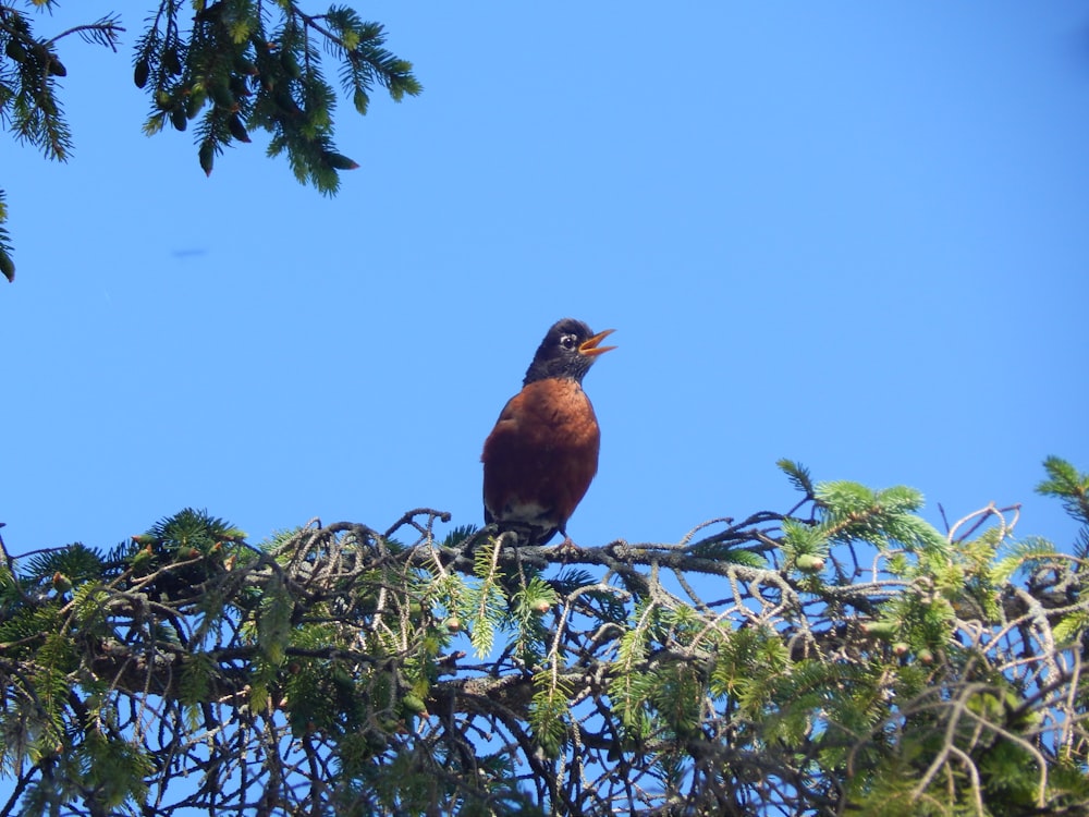 a bird sitting on top of a tree branch