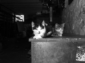 Playful kittens nestled in a warm, neutral-toned room