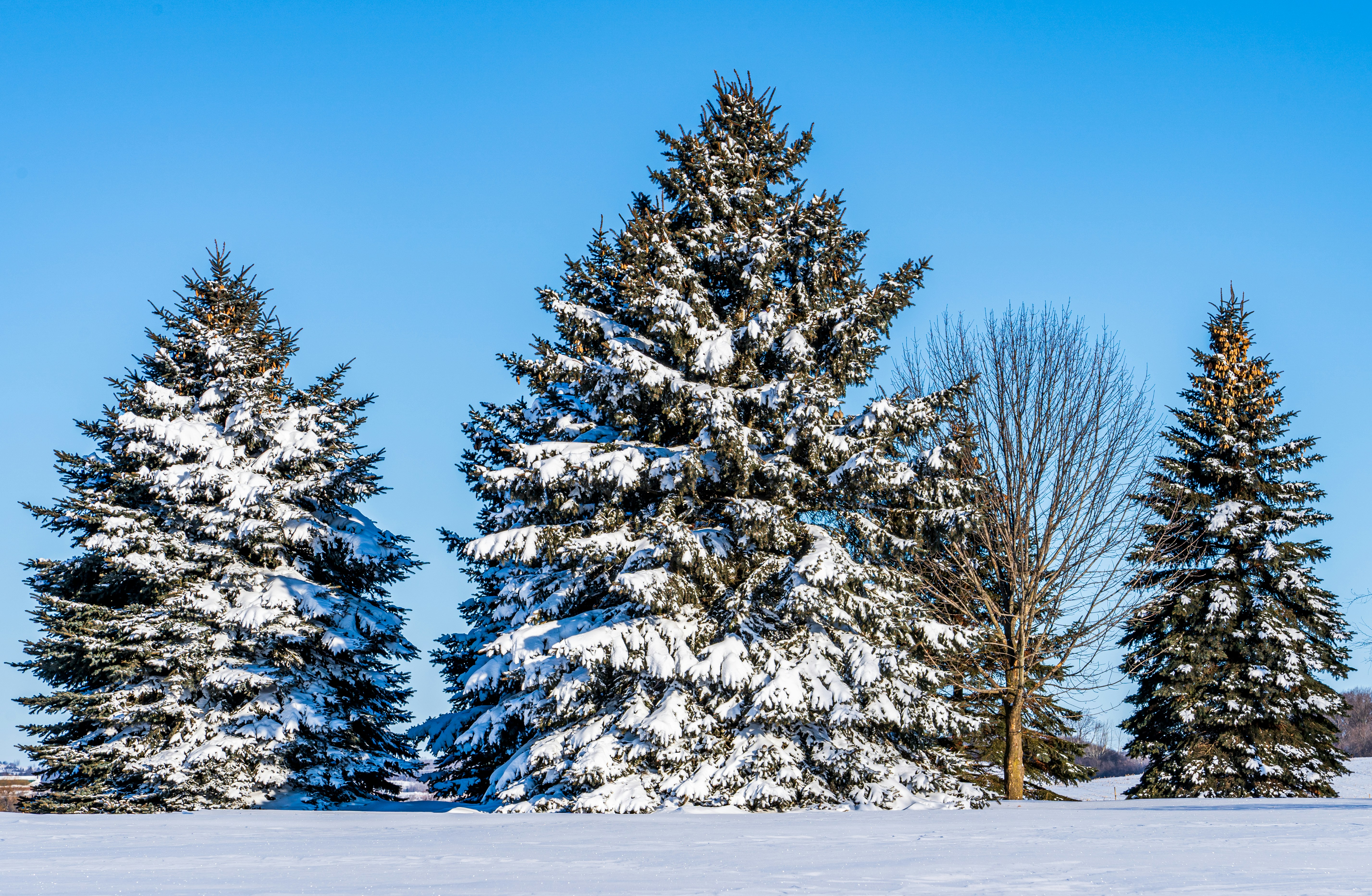 um grupo de árvores cobertas de neve em um dia ensolarado
