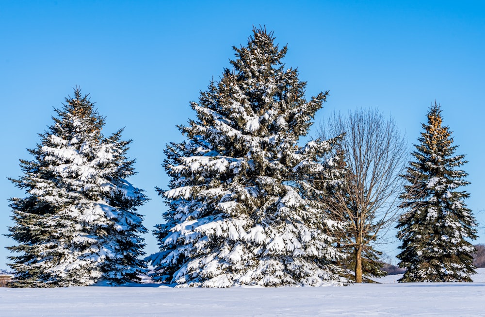 a group of trees covered in snow on a sunny day