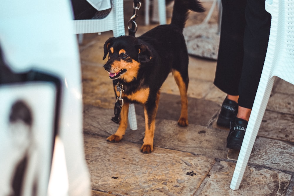 a black and brown dog standing next to a white chair