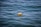 A plastic bottle floats on the surface of a body of water, with gentle ripples surrounding it. The water appears to be clean and blue.