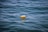 A plastic bottle floats on the surface of a body of water, with gentle ripples surrounding it. The water appears to be clean and blue.