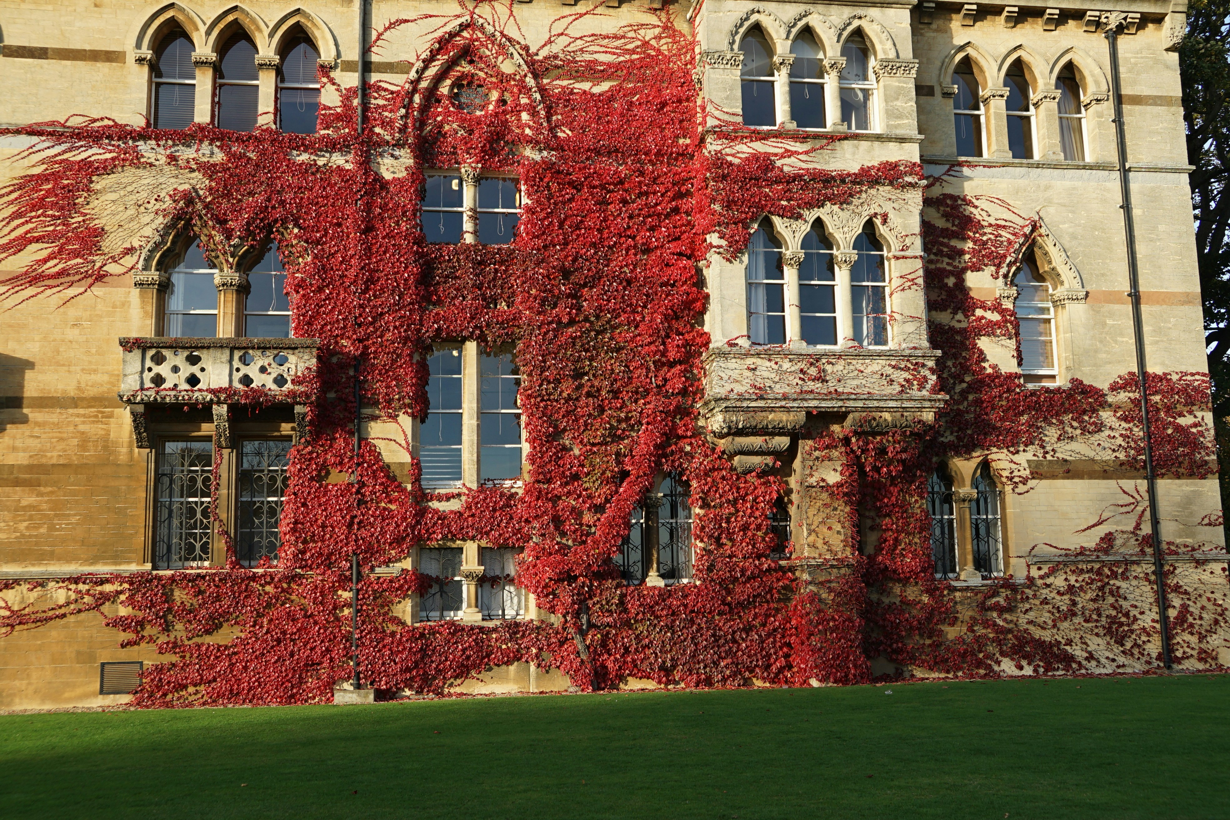 a large building covered in vines and windows
