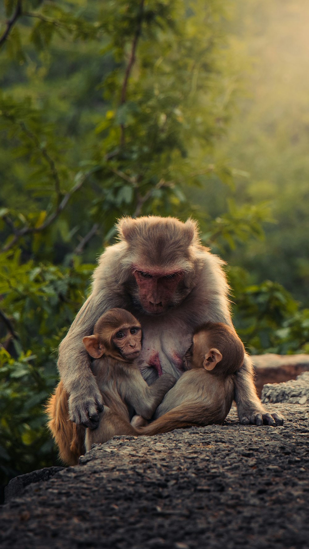 a monkey sitting on a rock with a baby monkey