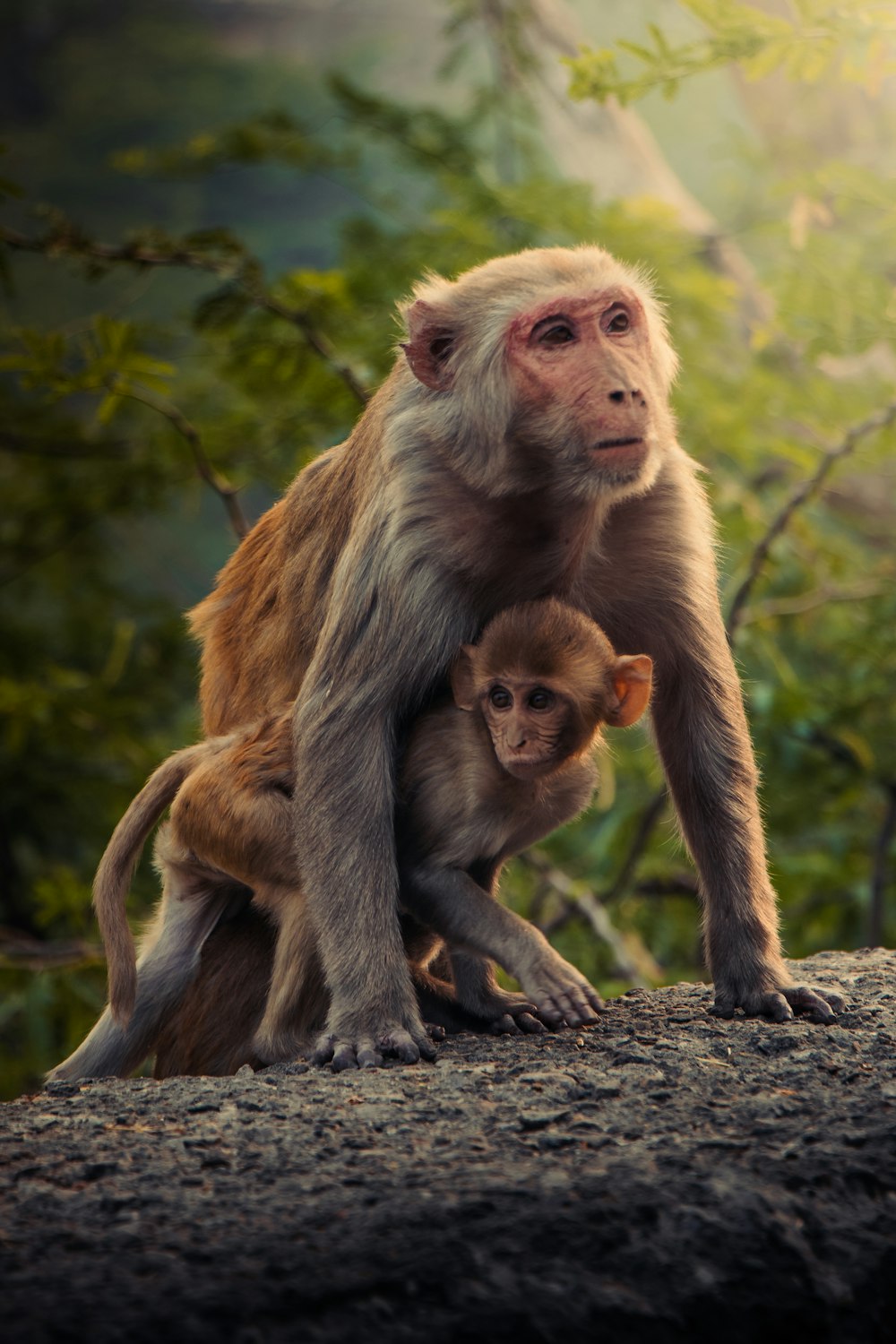 a monkey and a baby monkey standing on a rock