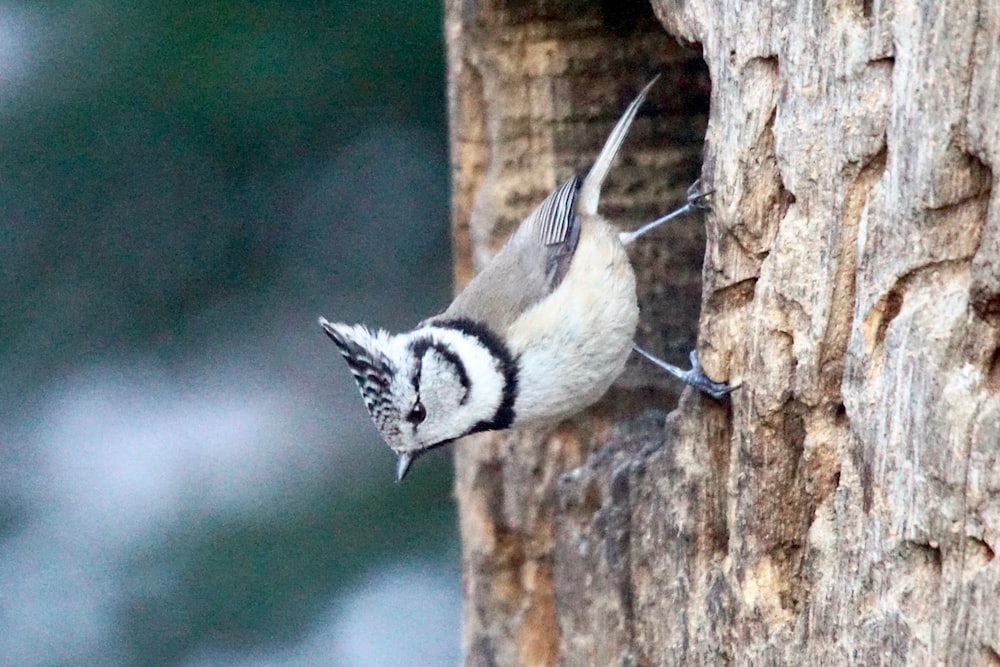 a small bird perched on the side of a tree