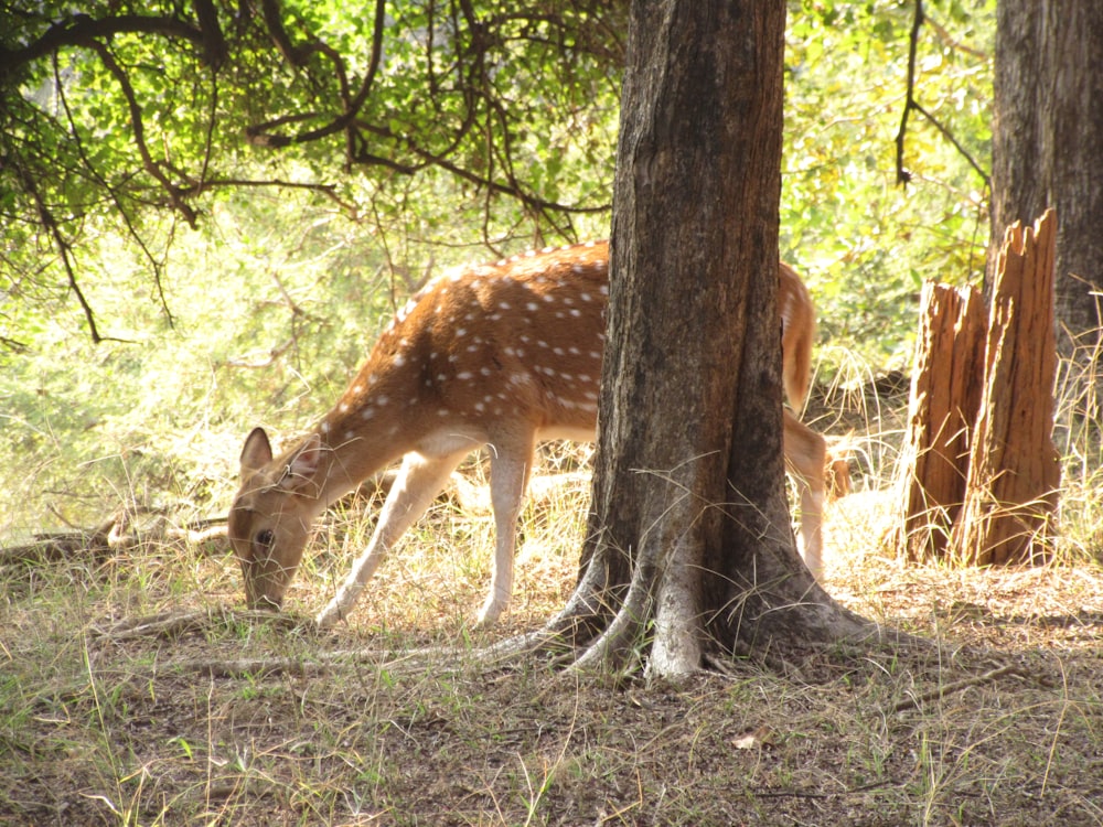 a deer grazing in a wooded area next to a tree