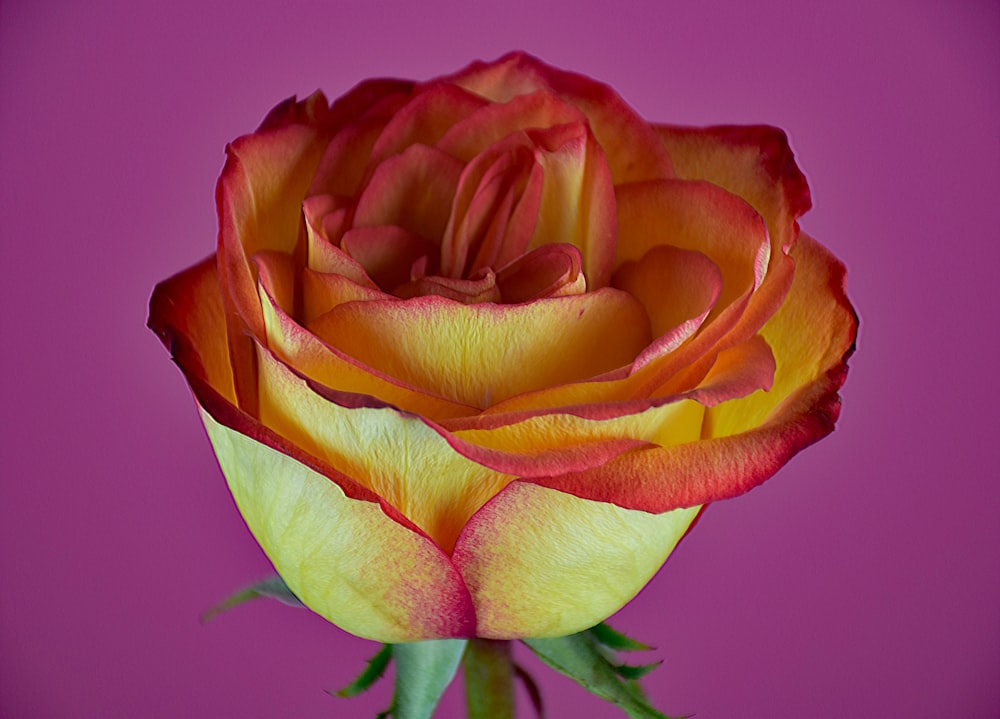 eine gelb-rote Rose auf violettem Hintergrund