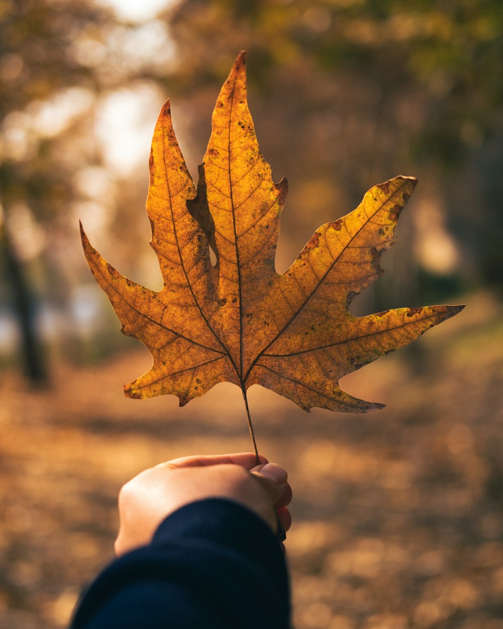 a person holding a leaf in their hand